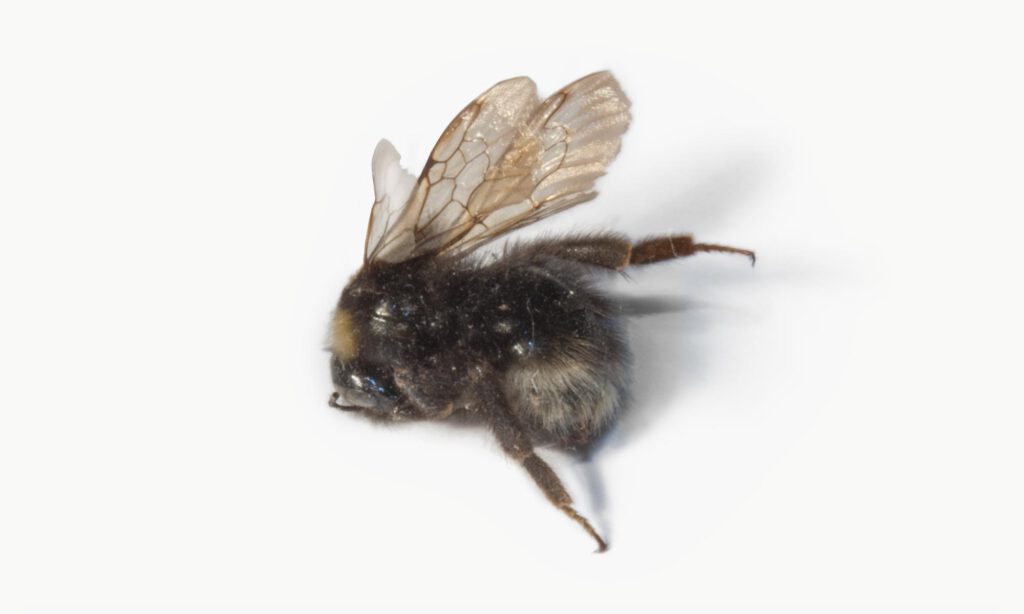 Hummel  |  Fotografie  | 2020